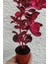 Çingene Çingene Şalvarı Bitkisi Iresine Herbstii 5.5 cm Tüplü 1