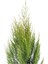 Limon Çamı Limoni Servi 70 80 cm 2