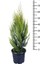Limon Çamı Limoni Servi 70 80 cm 3