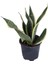Paşa Kılıcı, Saksıda, Peygamber Kılıcı, Paşa Kılıcı Sansevieria 30-40 cm 1