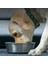 Siyah Stil M-20KG Evcil Hayvanlar Kişiselleştirilmiş Pet Isimleri Pet Besleme Köpek Kase Paslanmaz Stee Köpek Kediler Için Kaymaz Içme Suyu Gıda Besleyici Pet Malzemeleri (Yurt Dışından) 4