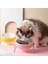 Mavi Set Balık Stili Yeni Seramik Pet Kase Omurga Masasını Koruyun Yüksek Ayak Büyük Eğik Köpek Besleyici Köpek ve Kedi Kedi Kulak Kase Pet Malzemeleri (Yurt Dışından) 4
