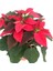 Videolu 1 Adet Salon/ofis Atatürk Çiçeği 30-60 cm Saksılı Iç Mekan Bitkiler Poinsettia 1