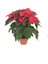 Videolu 1 Adet Salon/ofis Atatürk Çiçeği 30-60 cm Saksılı Iç Mekan Bitkiler Poinsettia 3
