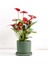 Antoryum Çiçeği-Flamingo Çiçeği Ruby Yeşil Saksılı - Anthurium 40-60 cm 1