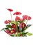 Antoryum Çiçeği-Flamingo Çiçeği Ruby Yeşil Saksılı - Anthurium 40-60 cm 2