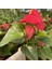 Antoryum Çiçeği-Flamingo Çiçeği Ruby Yeşil Saksılı - Anthurium 40-60 cm 3