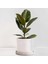 Alacalı Kauçuk Bitkisi-Ruby Beyaz Saksılı- 30-40 Cm-Ficus Elastica Tineke 1