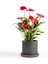 Antoryum Çiçeği-Flamingo Çiçeği Ruby Antrasit Saksılı - Anthurium 40-60 cm 1