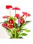 Antoryum Çiçeği-Flamingo Çiçeği Ruby Antrasit Saksılı - Anthurium 40-60 cm 2