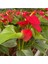 Antoryum Çiçeği-Flamingo Çiçeği Ruby Antrasit Saksılı - Anthurium 40-60 cm 3