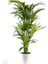 Kentia Palmiyesi-Howea Forsteriana - Ruby Beyaz Saksılı 120-140 Cm 1