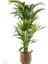 Kentia Palmiyesi-Howea Forsteriana - Basic Hasır Saksılı 120-140 Cm 1
