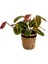 Maranta Fascinator Lanesse Siyah Hasır Saksılı Dua Çiçeği-Ithal 40-50 cm 1