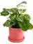 Maranta Kerchoveana-Ruby Pembe Saksılı Dua Çiçeği-Ithal 30-40 cm 1