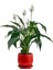 Barış Çiçeği - Curvy Kırmızı Saksılı-Spathiphyllum 1