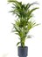 Kentia Palmiyesi-Howea Forsteriana - Ruby Antrasit Saksılı 120-140 Cm 1