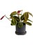 Maranta Fascinator Ruby Antrasit Saksılı Dua Çiçeği-Ithal 40-50 cm 1