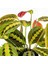 Maranta Fascinator Ruby Antrasit Saksılı Dua Çiçeği-Ithal 40-50 cm 2