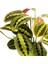 Maranta Fascinator Ruby Antrasit Saksılı Dua Çiçeği-Ithal 40-50 cm 3