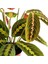 Maranta Fascinator Ruby Antrasit Saksılı Dua Çiçeği-Ithal 40-50 cm 4