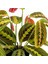 Maranta Fascinator Ruby Antrasit Saksılı Dua Çiçeği-Ithal 40-50 cm 5