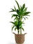 Dracaena Fragrans Janet 2 Gövdeli Basic Hasır Saksılı 80-100CM 1