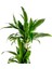 Dracaena Fragrans Janet 2 Gövdeli Basic Hasır Saksılı 80-100CM 2