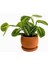 Maranta Leuconeura Lemon Lime - Dua Çiçeği Curvy Terra Cotta Saksılı-Ithal 30-40 cm 1