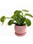 Maranta Leuconeura Lemon Lime - Dua Çiçeği Curvy Pembe Saksılı-Ithal 30-40 cm 1