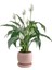 Barış Çiçeği - Curvy Pembe Saksılı-Spathiphyllum 1