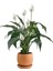 Barış Çiçeği - Curvy Terra Cotta Saksılı-Spathiphyllum 1
