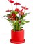 Antoryum Çiçeği-Flamingo Çiçeği Ruby Kırmızı Saksılı - Anthurium 40-60 cm 1