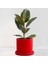 Alacalı Kauçuk Bitkisi-Ruby Kırmızı Saksılı- 30-40 Cm-Ficus Elastica Tineke 1