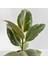 Alacalı Kauçuk Bitkisi-Ruby Kırmızı Saksılı- 30-40 Cm-Ficus Elastica Tineke 2