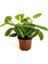 Maranta Leuconeura Lemon Lime - Dua Çiçeği-Ithal 30-40 cm 1