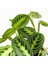 Maranta Leuconeura Lemon Lime - Dua Çiçeği-Ithal 30-40 cm 2