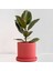 Alacalı Kauçuk Bitkisi-Ruby Pembe Saksılı- 30-40 Cm-Ficus Elastica Tineke 1