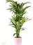 Kentia Palmiyesi-Howea Forsteriana - Ruby Pembe Saksılı 120-140 Cm 1