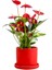 Antoryum Çiçeği-Flamingo Çiçeği Ruby Kırmızı Saksılı - Anthurium 40-60 cm 3