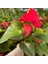 Antoryum Çiçeği-Flamingo Çiçeği Ruby Kırmızı Saksılı - Anthurium 40-60 cm 4