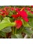 Antoryum Çiçeği-Flamingo Çiçeği Ruby Kırmızı Saksılı - Anthurium 40-60 cm 5