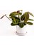 Maranta Fascinator Ruby Beyaz Saksılı Dua Çiçeği-Ithal 40-50 cm 1
