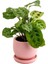 Maranta Kerchoveana-Curvy Pembe Saksılı Dua Çiçeği-Ithal 30-40 cm 1