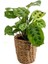 Maranta Kerchoveana-Lanesse Düz Hasır Saksılı Dua Çiçeği-Ithal 30-40 cm 1