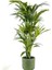 Kentia Palmiyesi-Howea Forsteriana - Ruby Yeşil Saksılı 120-140 Cm 1