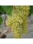 Tüplü Aromalı Yapıncak Üzüm Fidanı 1