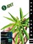 Hemp Cream Kenevir Kremi 100 ml 3 Adet 1