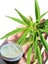 Hemp Cream Kenevir Kremi 100 ml 3 Adet 3