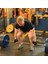 Siyah Stil S Beden Şekil 8 Ağırlık Kaldırma Askıları Deadlift Pull-Up'lar Için Bilek Kayışı Yatay Bar Powerlifting Gym Fitness Vücut Geliştirme Koruması (Yurt Dışından) 2
